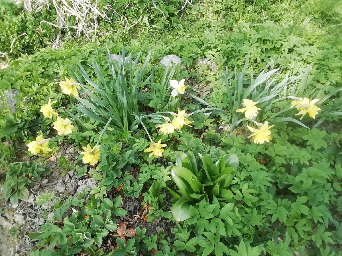 Красницы. Нарциссы. 