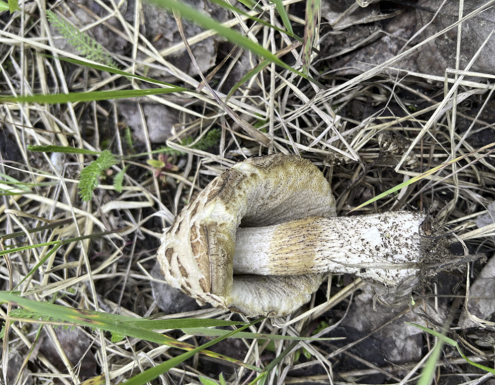 Мой первый подберезовик. 18.05.2023 Усохший и потрескавшийся.