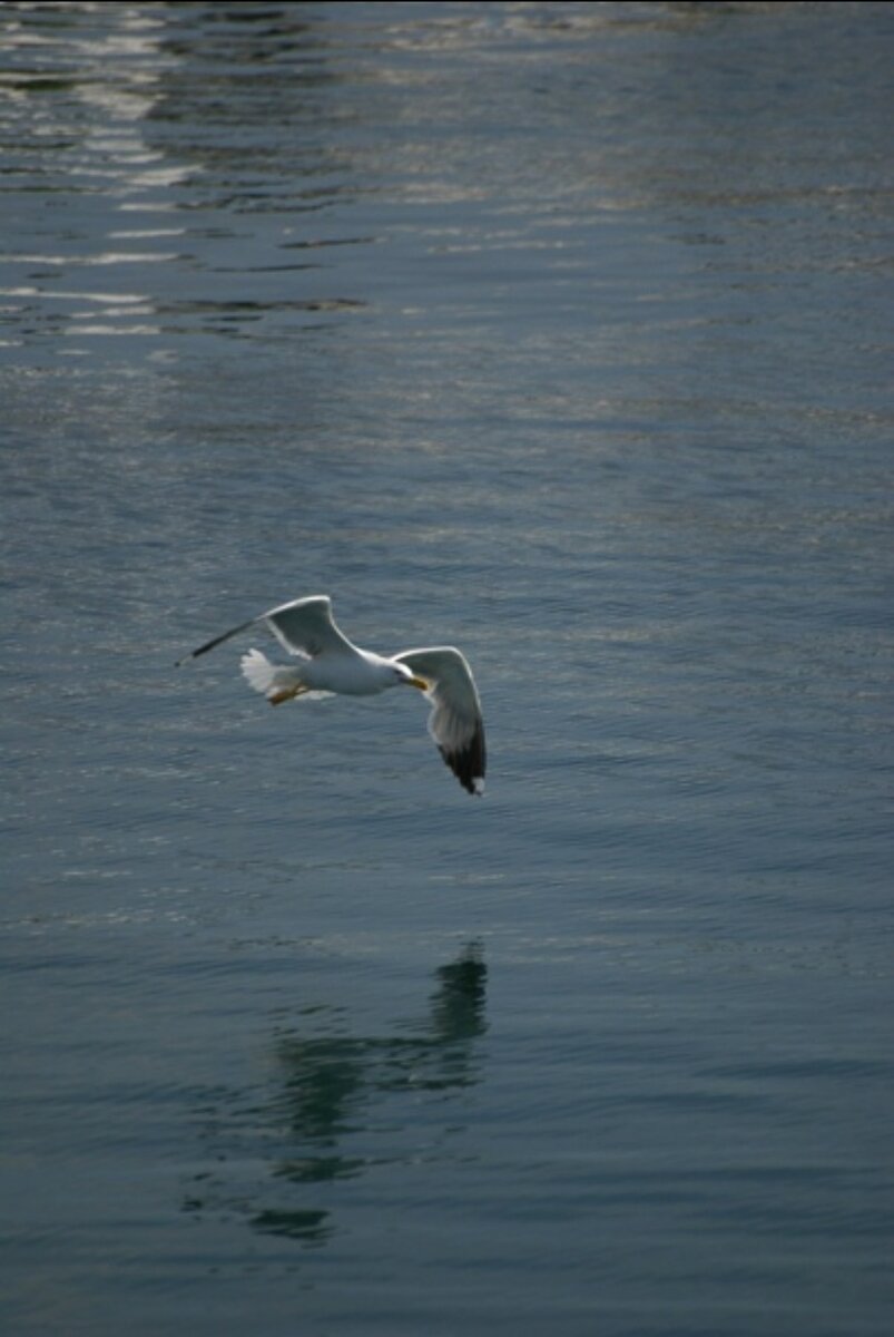 Чайка в порту о. Кос. Фото автора