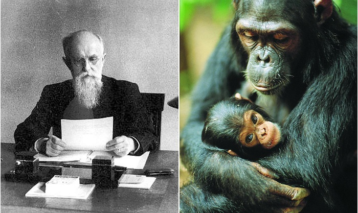 Как в СССР пытались скрестить человека и обезьяну : Жуткие опыты профессора Ильи Иванова по созданию гориллоидов
