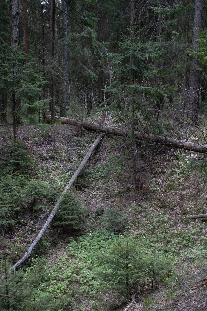 Фото сделанное мною 