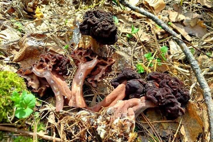 Под Новосибирском найдены и переданы микологам неизвестные черные грибы, с виду похожие на строчки.