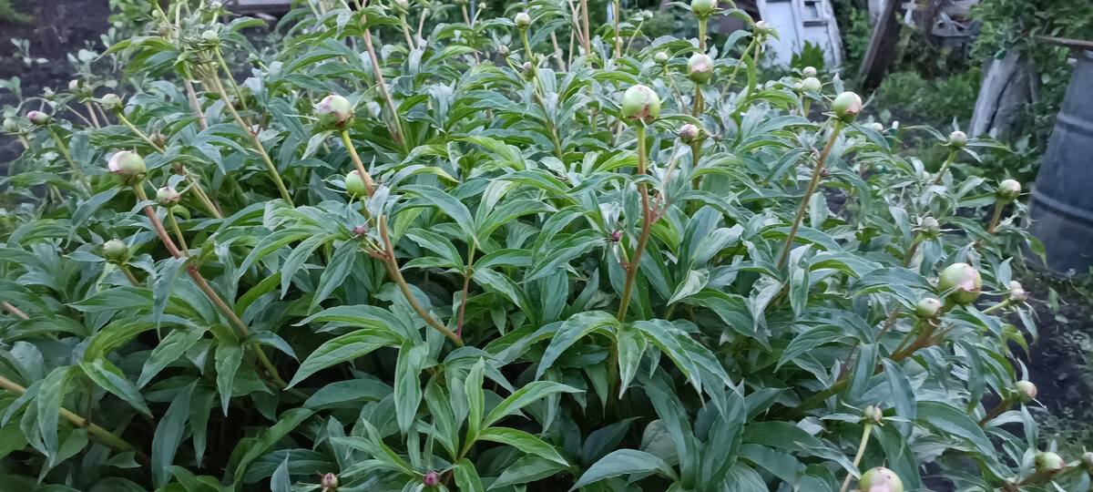 зацветает старинный розовый пион