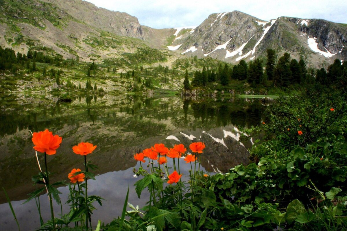 Природа Алтая