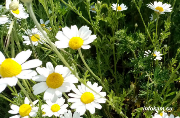    Ромашковое море у Камышина