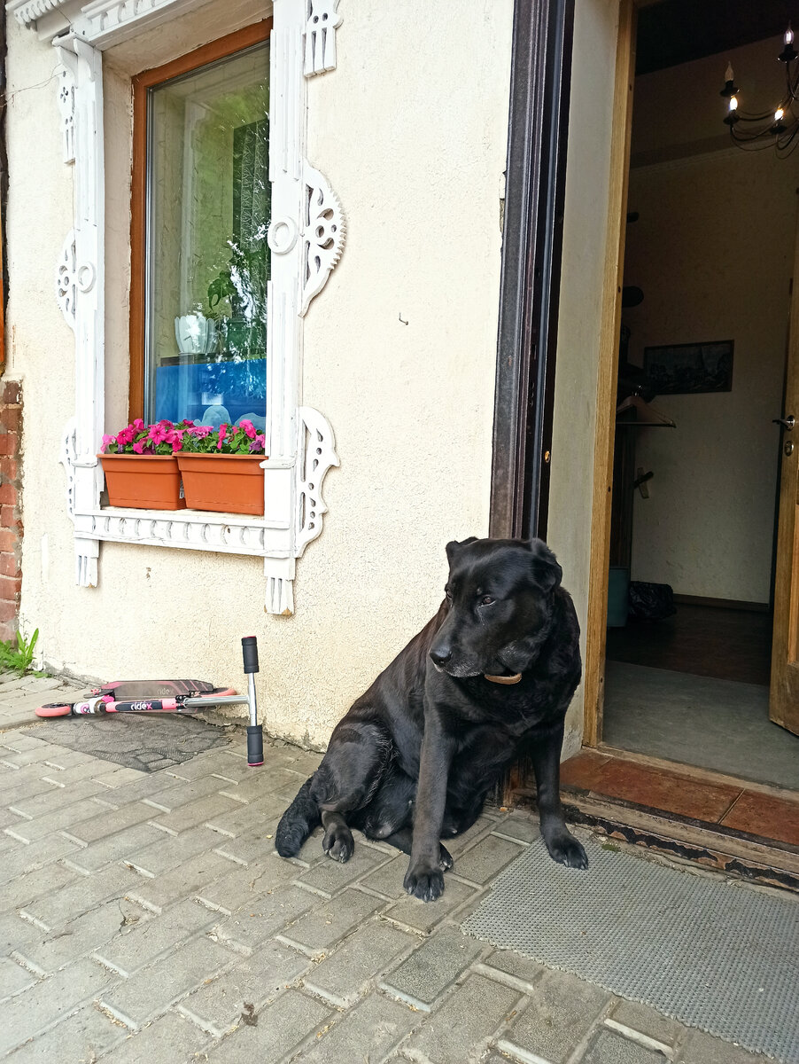 Собачка Гуччи