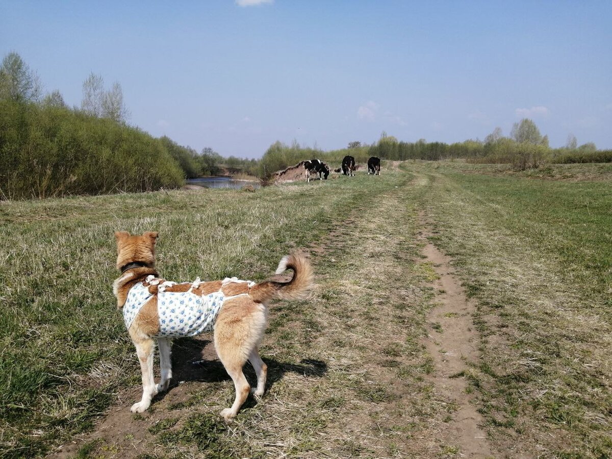 Знакомство с коровками