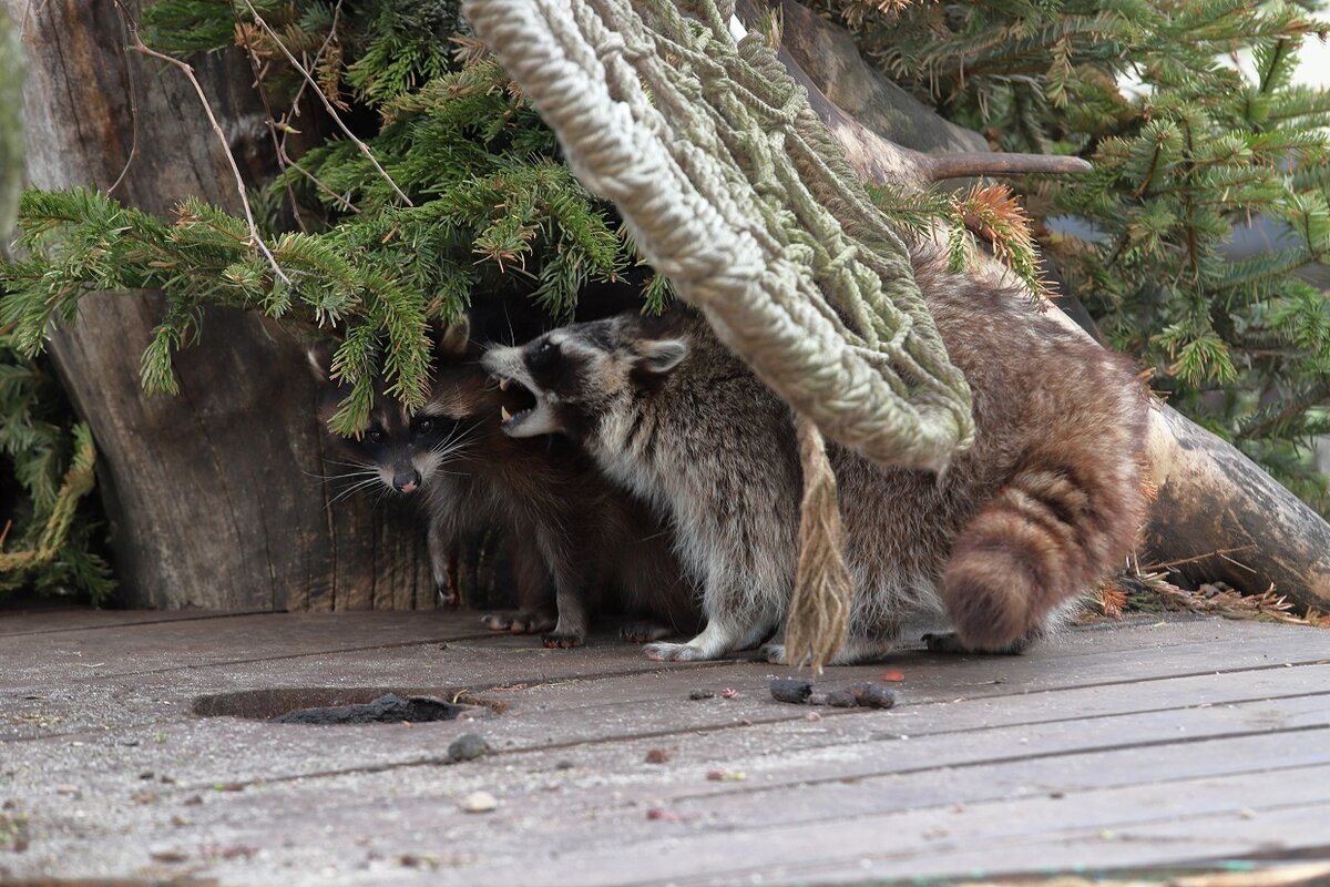 Весеннее обострение в семействе енотов