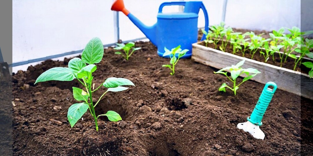 Перцы и томаты сразу после высадки на постоянное место: ухаживаем, подкармливаем и защищаем высаженную рассаду