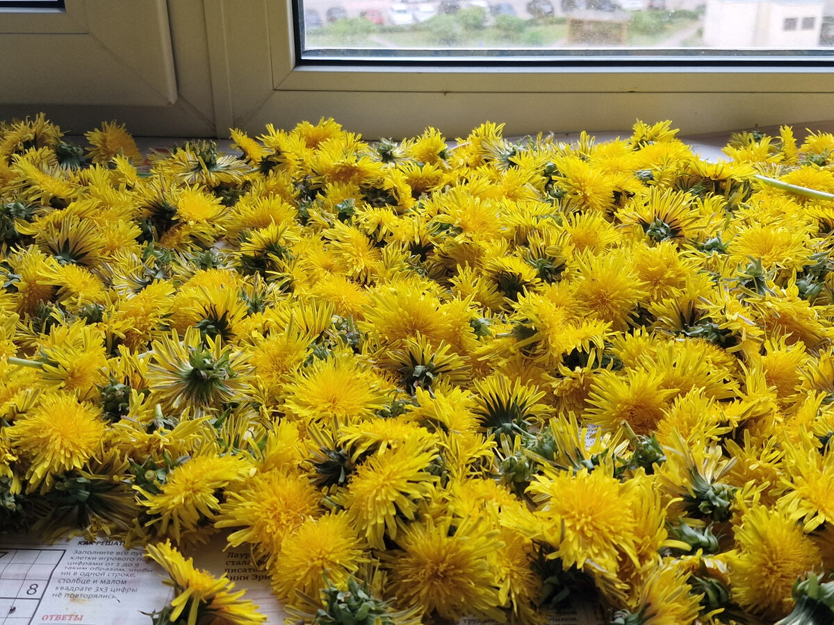 Фото Фиолетового сна