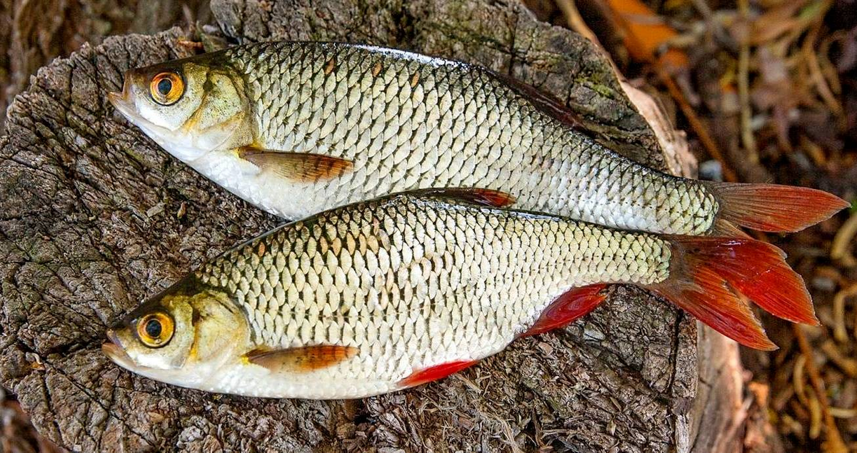 Фото из открытых источников.