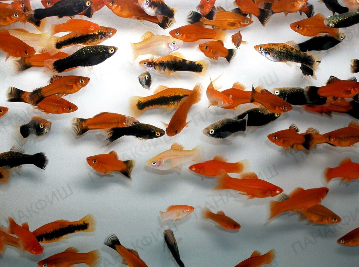 Меченосцы разведения ПАНАКФИШ