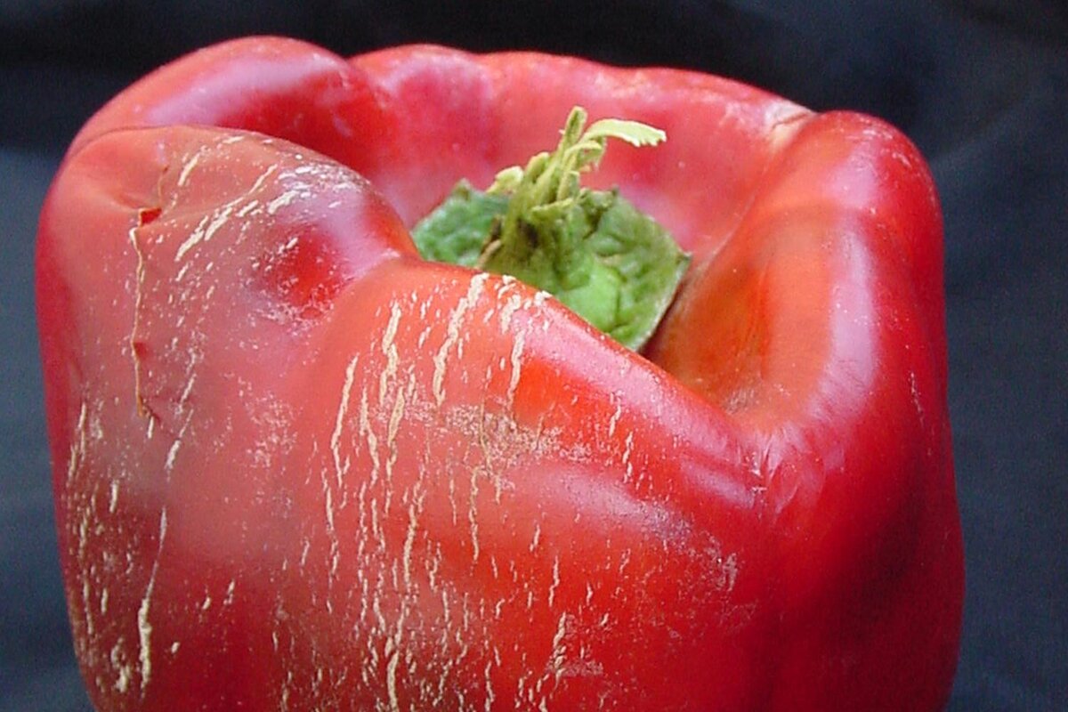 Качество плодов снижается, если на них появляются такие полоски