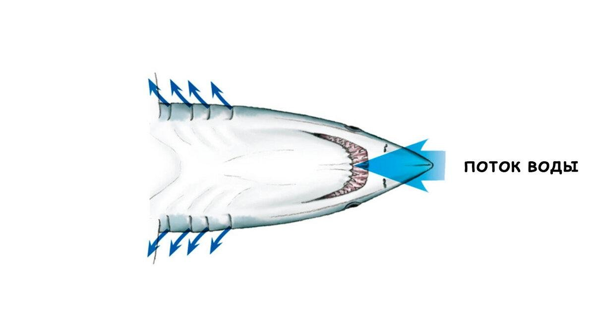 Самые маленькие акулы. Самая большая и самая маленькая акула. Плавательный пузырь у акул. Внутреннее строение акулы биология 7 класс. Хрящевые рыбы торпедообразная.