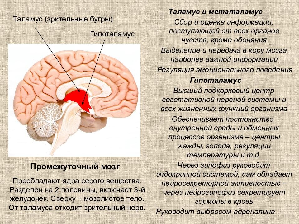 Таламус и гипоталамус какой отдел мозга. Функции гипоталамуса промежуточного мозга. Отделы промежуточного мозга эпиталамус функции. Зрительные Бугры таламус функции. Промежуточный мозг таламус гипоталамус.