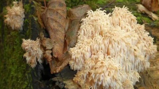 Ежовик альпийский (Hericium flagellum) фото и описание