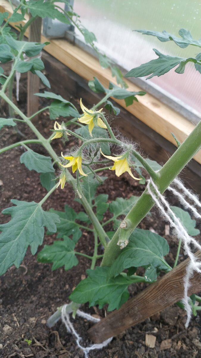 Мои любимые, Де Бароу чёрные. 