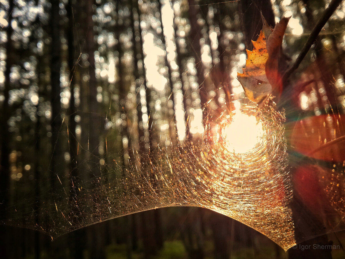 Шел по тропе, увидел паутину в свете заходящего солнца. Снял телефоном.