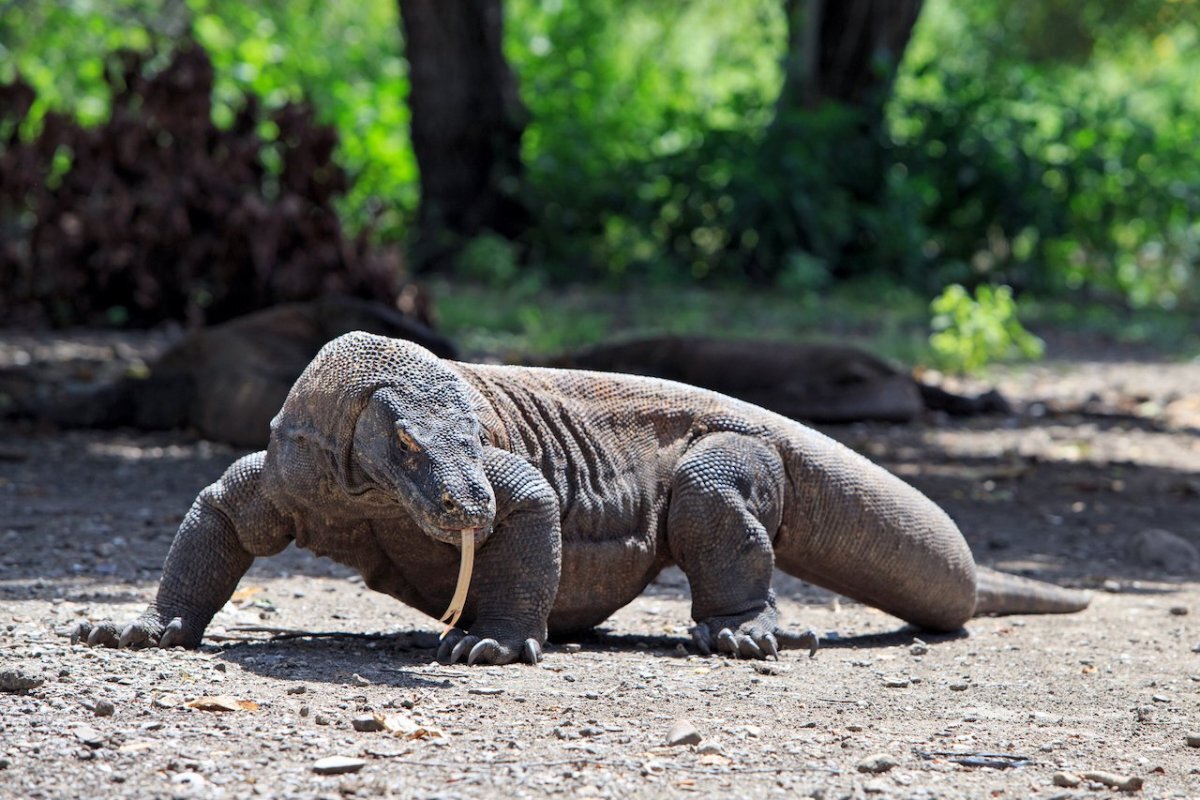 Комодский Варан. Комодский Варан вараны. Комодский Варан (Varanus komodoensis). Комодский Варан дракон.