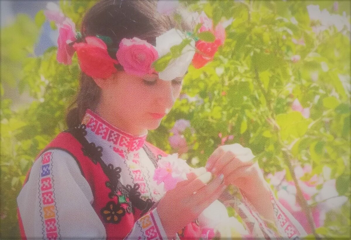 Девушка собирает розы вручную