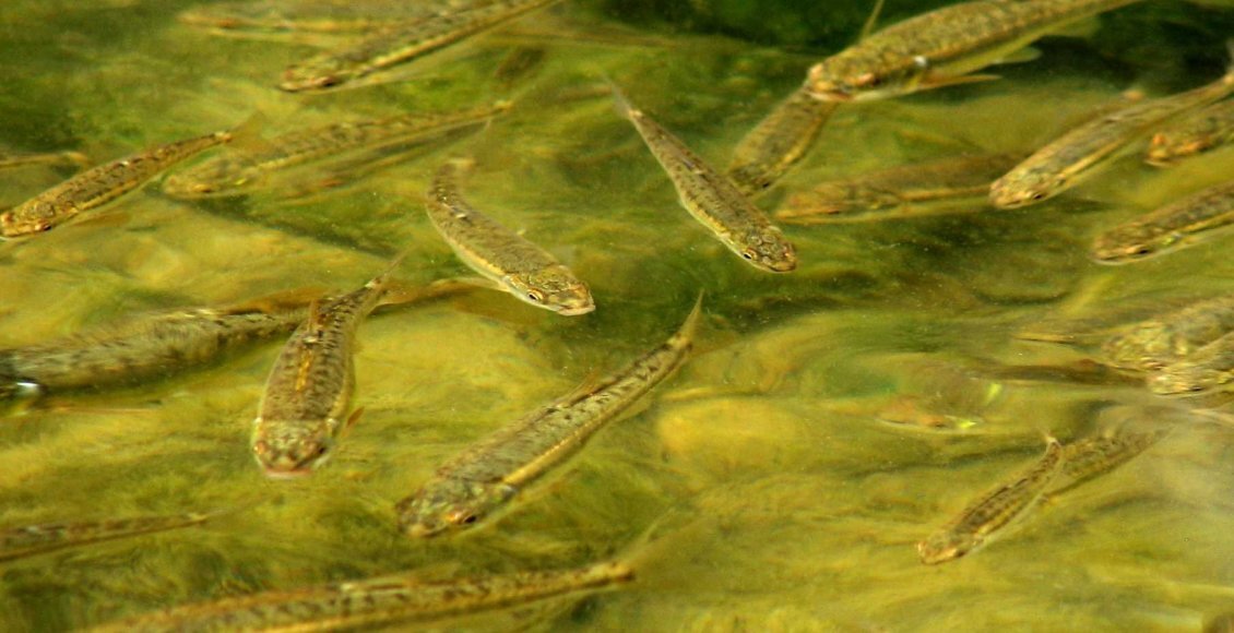    Фото: из открытых источников