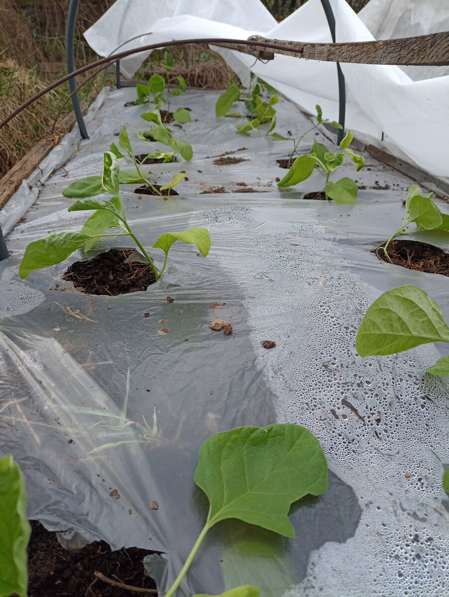 Мои баклажаны