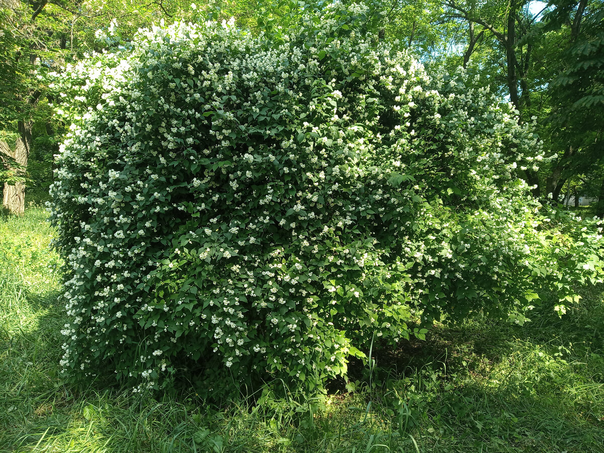 Жасмин, вода, газоны, клубника и черри. Как мы живем сегодня в Донецке ...