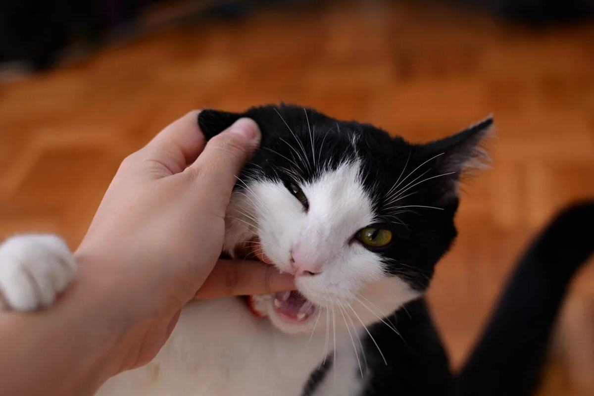 😾Как отучить кошку кусаться: 5 простых советов | Нос, хвост, лапы | Дзен