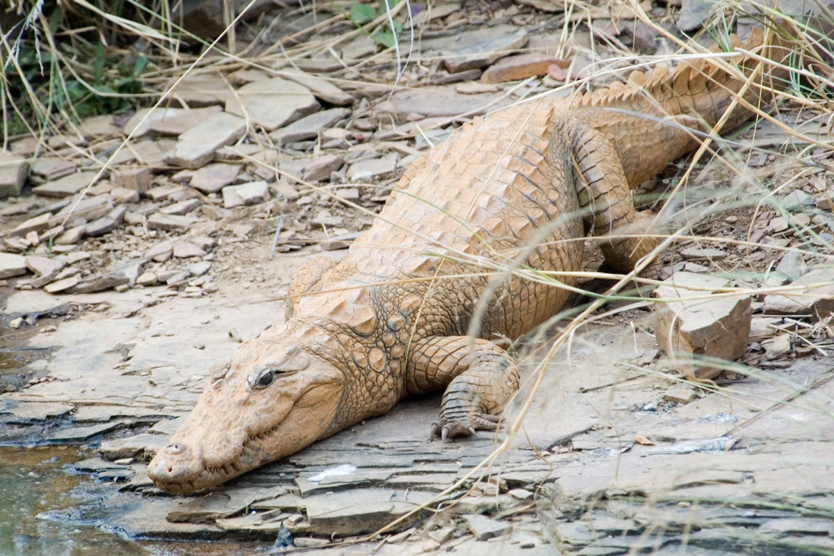 Как и все представители семейства, болотные крокодилы холоднокровные и во многом зависят от температуры окружающей среды. Чтобы не замёрзнуть зимой и не помереть от жары летом, ящеры роют норы. В зависимости от потребностей и размера самой рептилии, нора может быть глубиной от полуметра до 6 метров! 