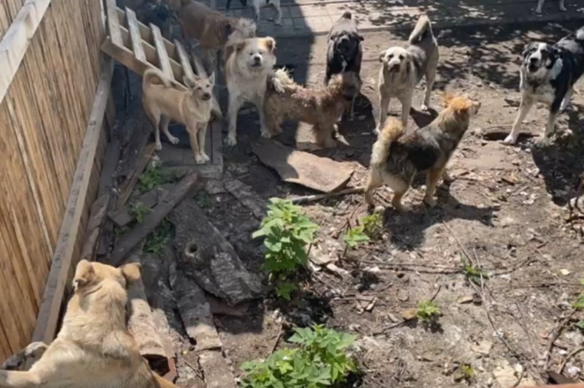    Двор дома зоозащитницы не отличить от собачьего приюта.