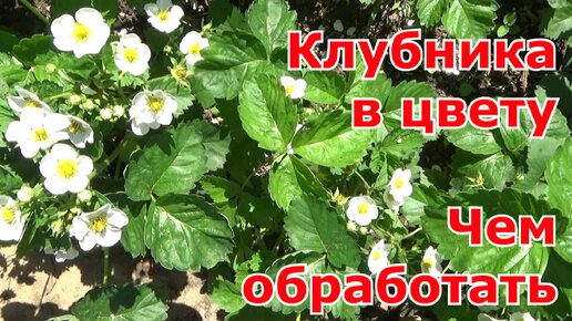 Обработка клубники во время цветения от вредителей и болезней. Народные средства от долгоносика