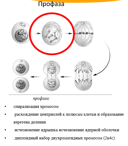 Тип и фаза деления. Таблица фаза митоза процессы рисунок. Тип и фаза деления клетки изображены на рисунке. Фаза деления клетки 7 букв. Таблица по биологии 9 класс фазы митоза.