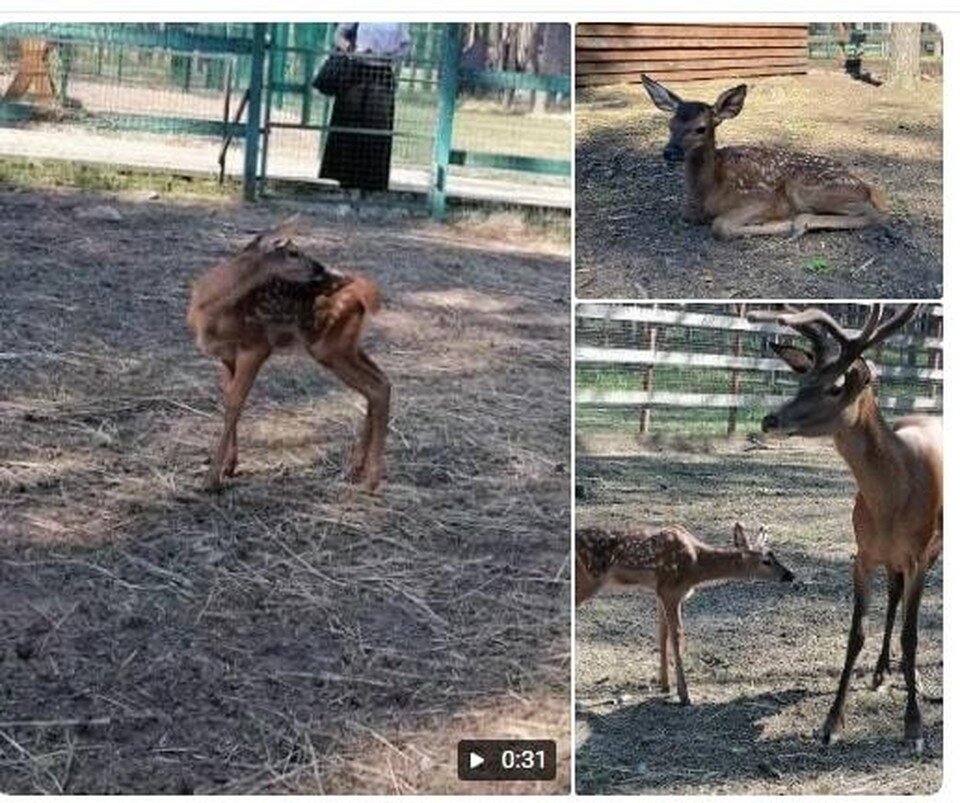 Зоопарк воронеж