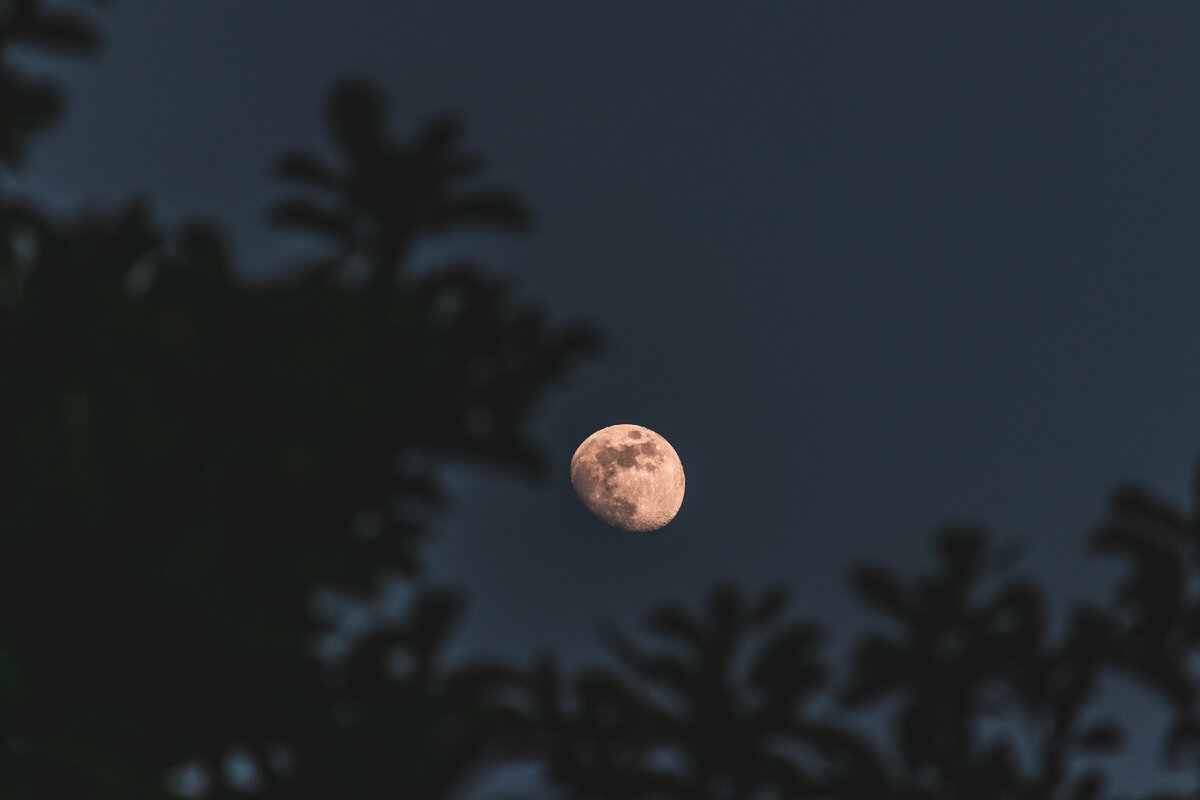 <a href="https://ru.freepik.com/free-photo/closeup-selective-focus-shot-of-the-moon-with-trees_10990937.htm#page=4&query=%D0%BD%D0%BE%D1%87%D1%8C&position=4&from_view=search&track=sph">Изображение от wirestock</a> на Freepik