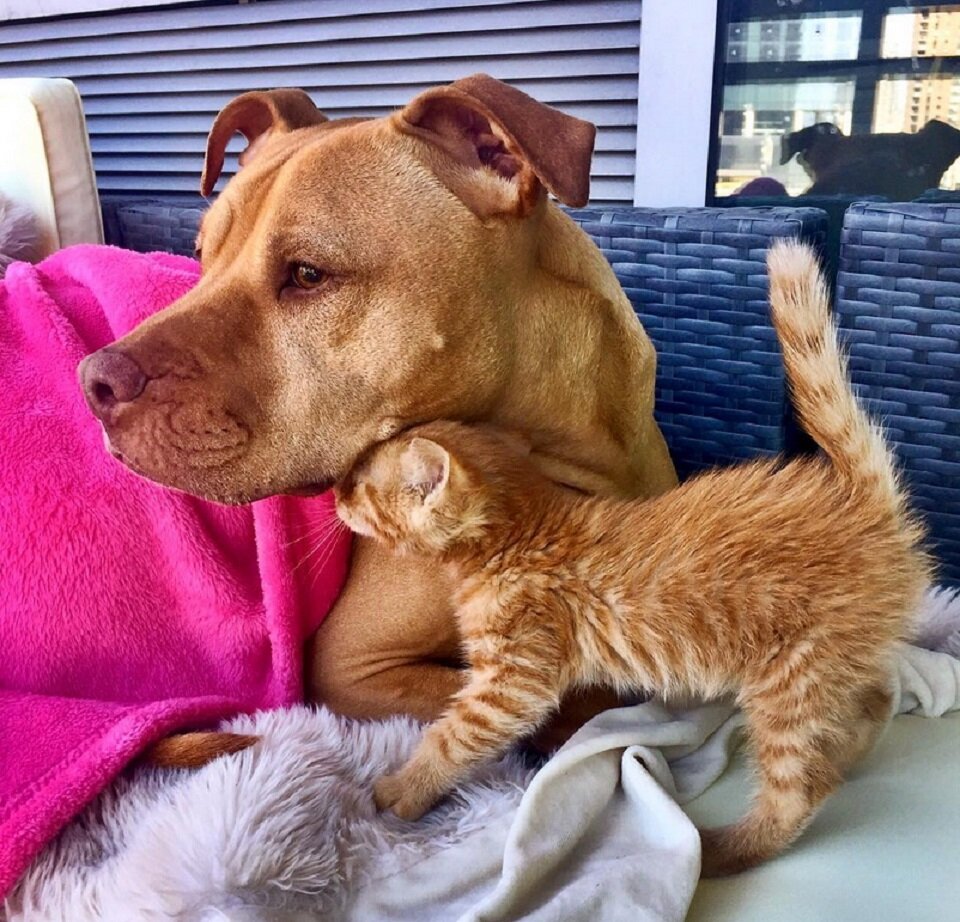 Малыш быстро привык к собаке и относится к ней, как к матери