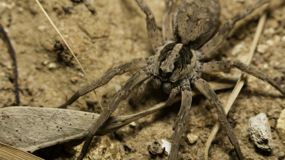 Couple come face-to-face with Wolf spider in Victoria Daily Mail Online