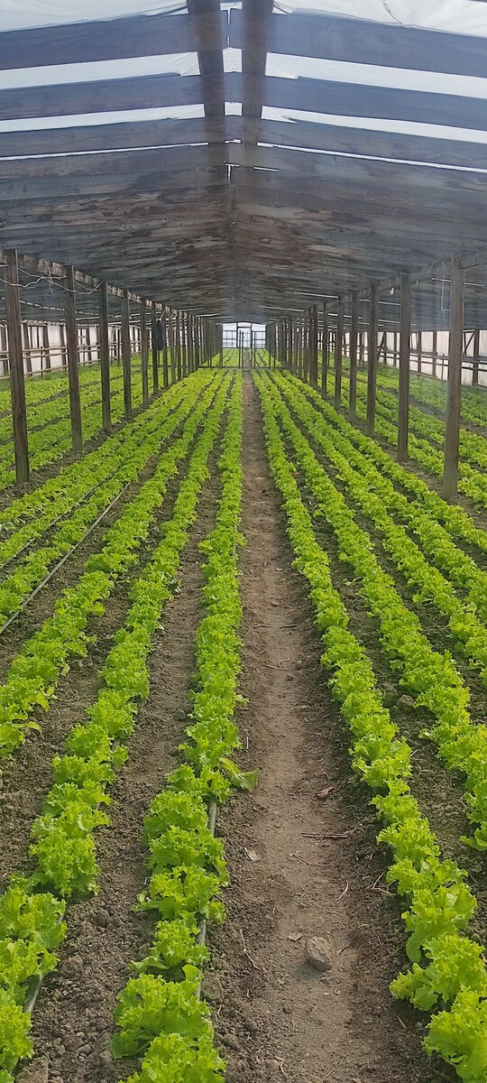 Выращивание салата Задор в Дагестане