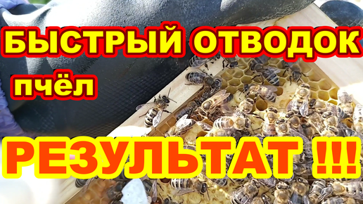 БЫСТРЫЙ ОТВОДОК пчёл РЕЗУЛЬТАТ ! Отводок на свищевой маточник !