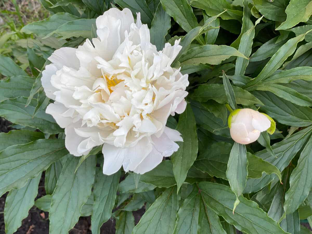 Как же лето прекрасно! Роскошные пионы на территории местной церкви. Июнь 2023г.