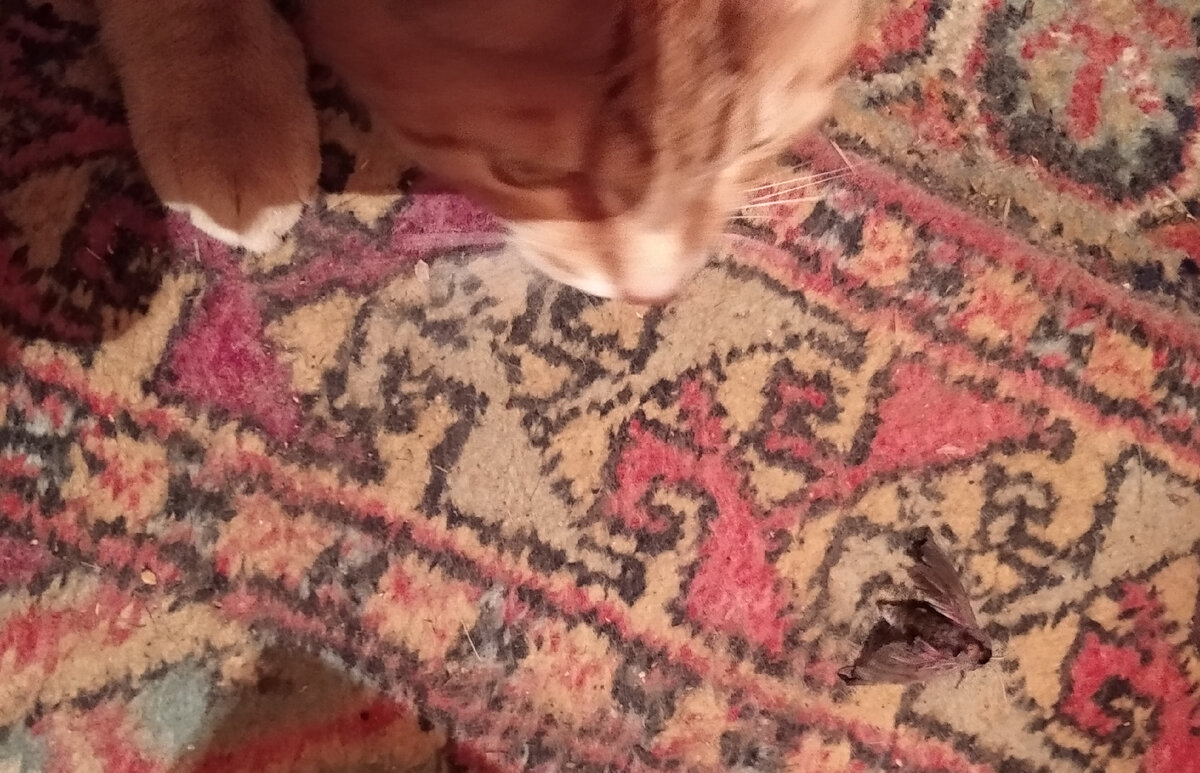 Личное  фото.