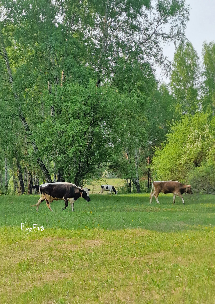 гонял🙂