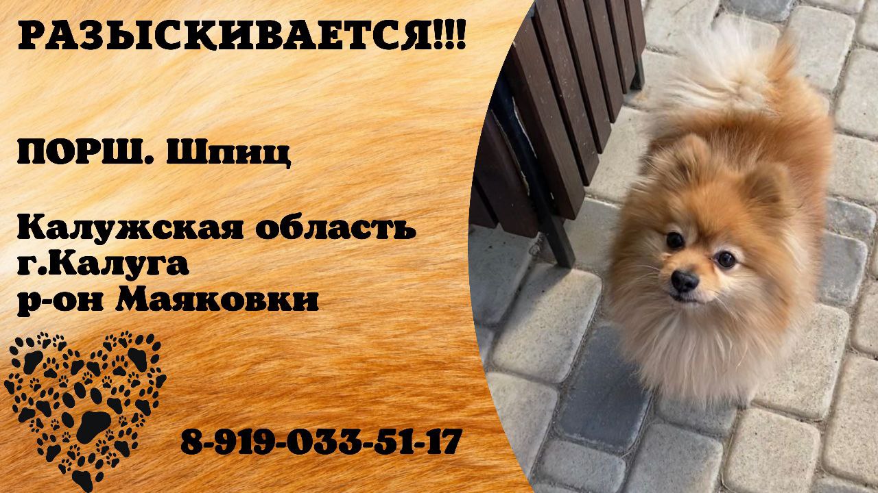 ПРОПАВШИЕ Пропала Собака Кошка Найдена Калуга (Поиск Потеряшек) qwkrtezzz.ru #[3]