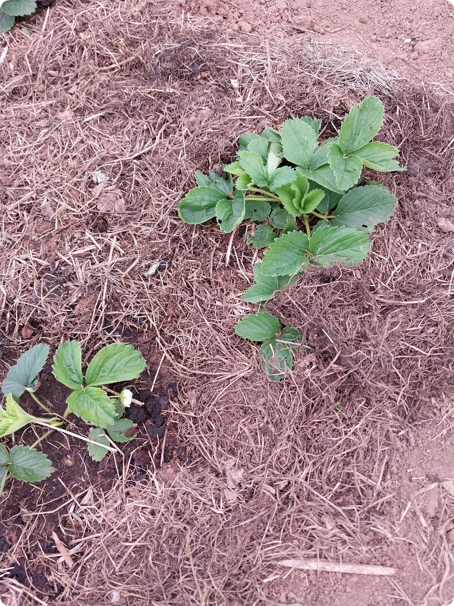 Клубника под защитным покрывалом