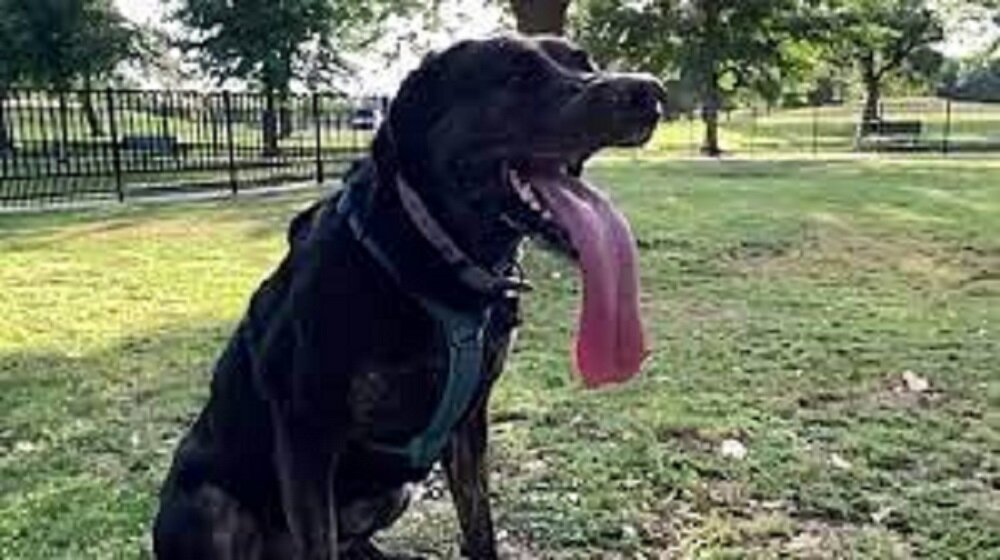 Источник фото: https://www.universoanimali.it/labrador-retriever-batte-ogni-record-per-una-caratteristica-speciale-e-unico-al-mondo/