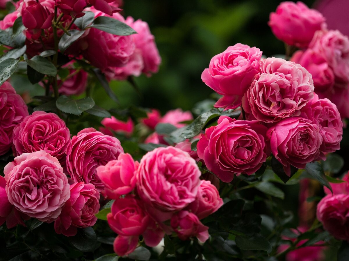 Преимущества выращивания персиковых роз в саду