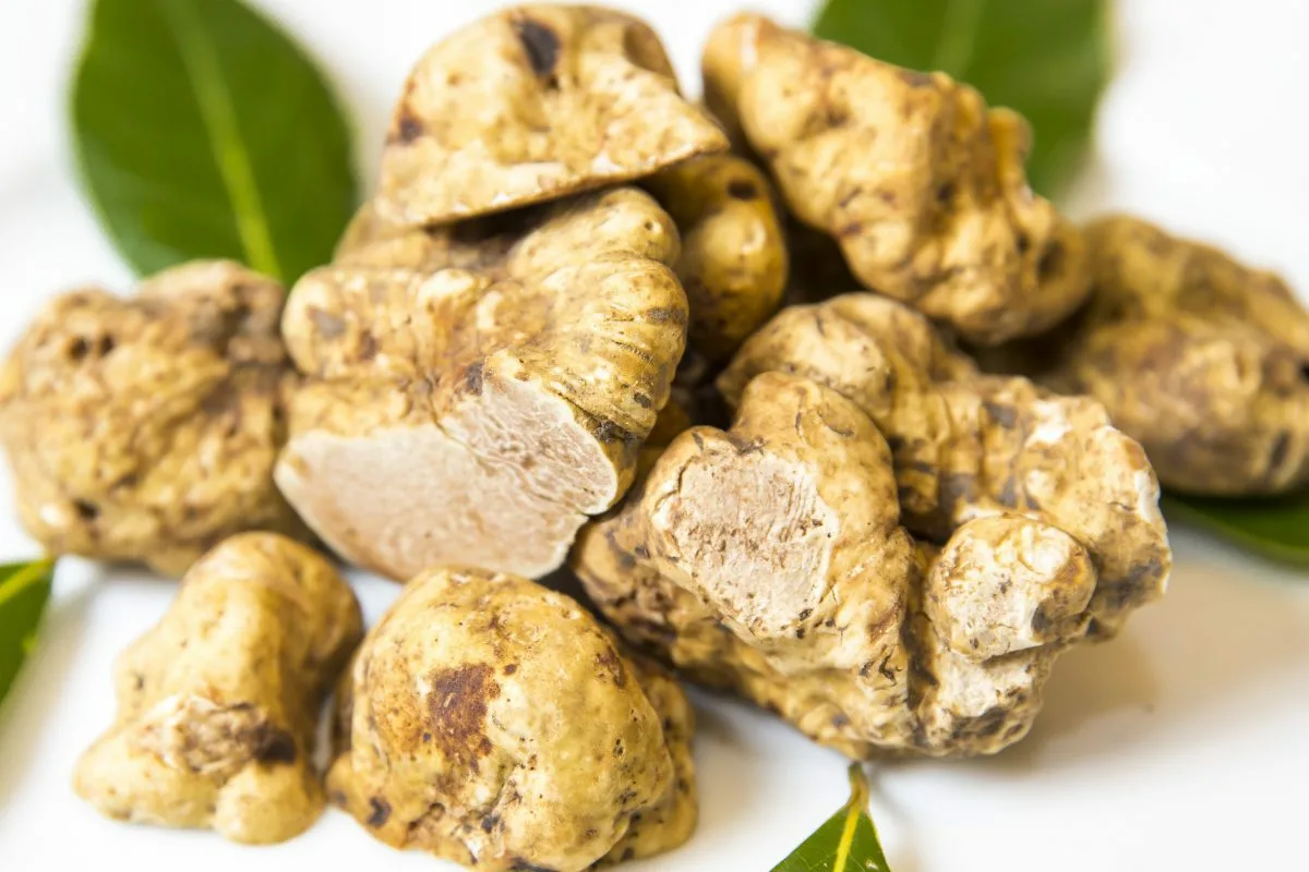 Белый трюфель