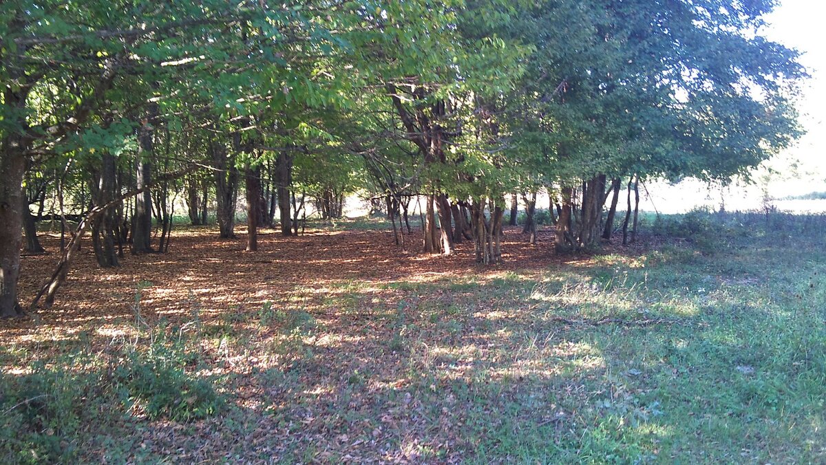 А это лес за домом.