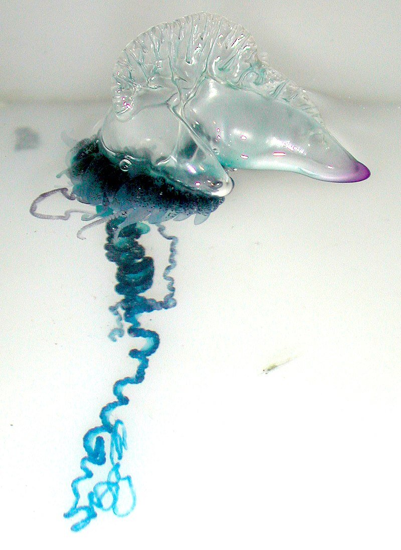 Portuguese man o' war (Physalia physalis)
