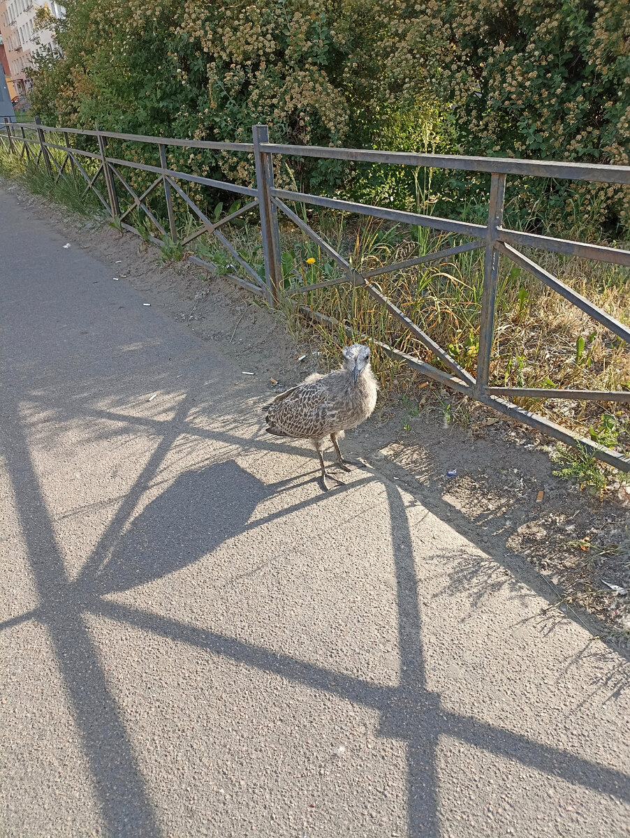 Птенец чайки в обстановке города удивил