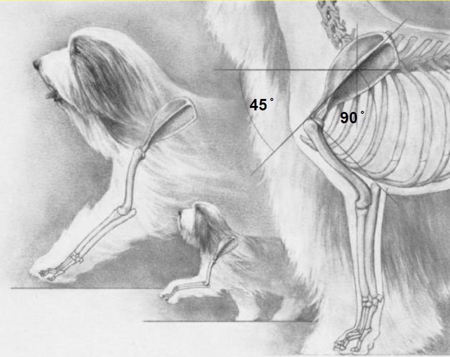 Верхний левый рисунок правильное плечо. Нижний левый рисунок- короткое плечо